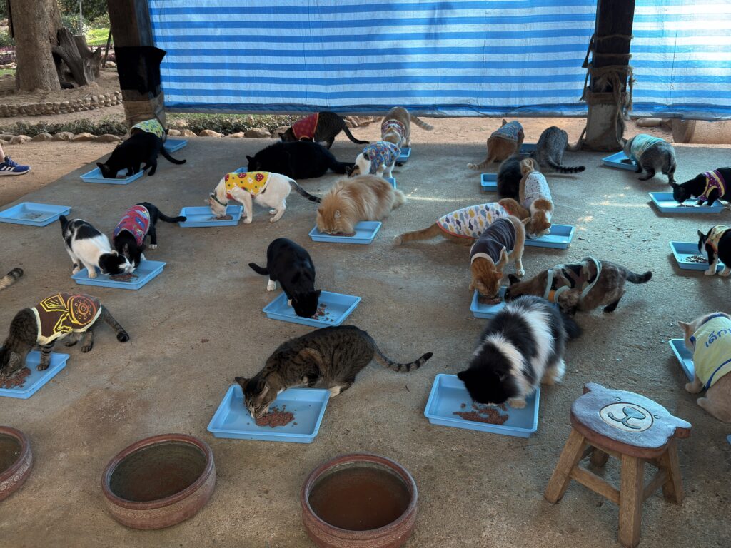 Numerous cats, many wearing colorful vests, eat from individual blue food trays on a concrete floor